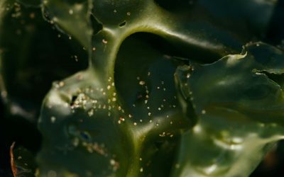 Seaweed Cultivation at Home – Growing Your Own Superfood