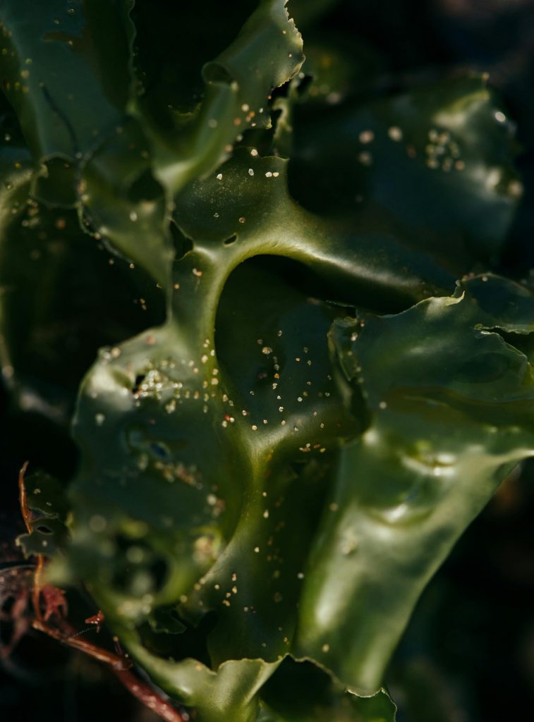 COVER - HOW TO CARE INDOOR PLANTS