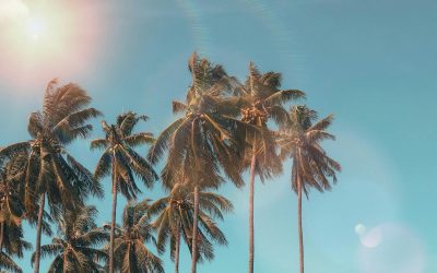 The Difference Between a Coconut Tree and Palm Trees