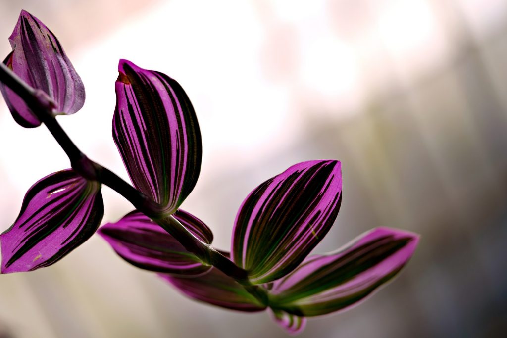 COVER - HOW TO CARE INDOOR PLANTS