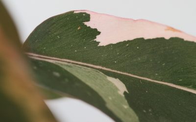 The Ultimate Starter Guide to Caring for Your Pink Princess Philodendron