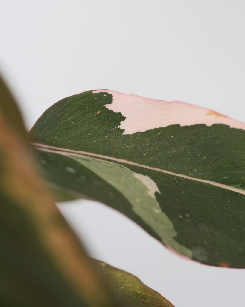 COVER - HOW TO CARE INDOOR PLANTS