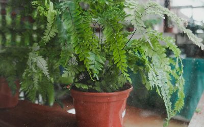 Unfurling the Mysteries of Fern Care