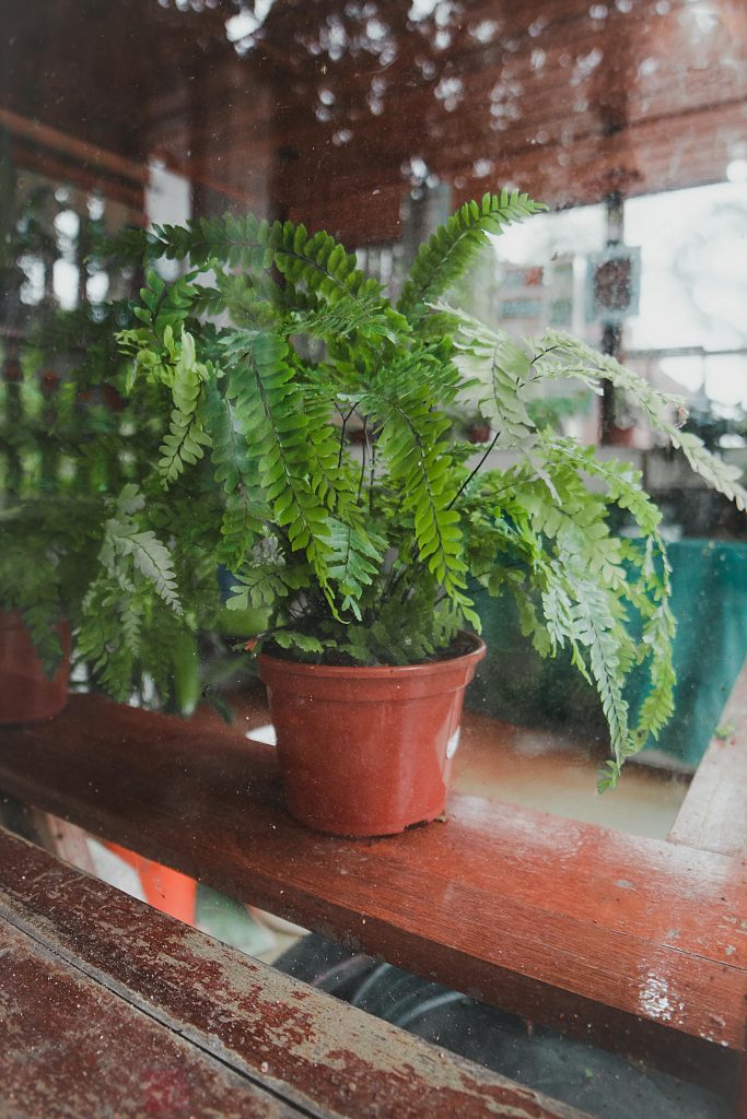 COVER - HOW TO CARE INDOOR PLANTS