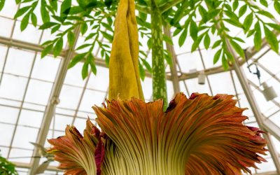 Unraveling the Tales Behind the Most Intriguing Plant Names