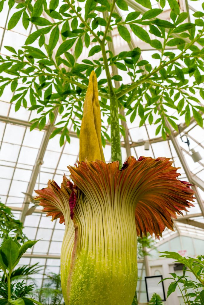 COVER - HOW TO CARE INDOOR PLANTS