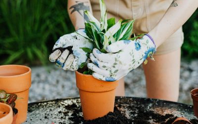 What is the Difference Between Gardening and Plant Care?