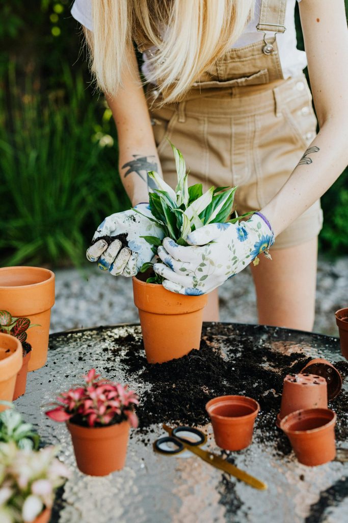 COVER - HOW TO CARE INDOOR PLANTS