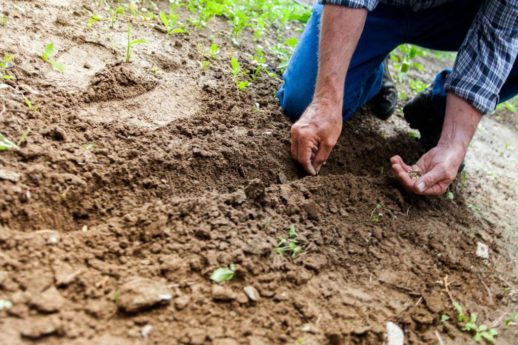 COVER - HOW TO CARE INDOOR PLANTS