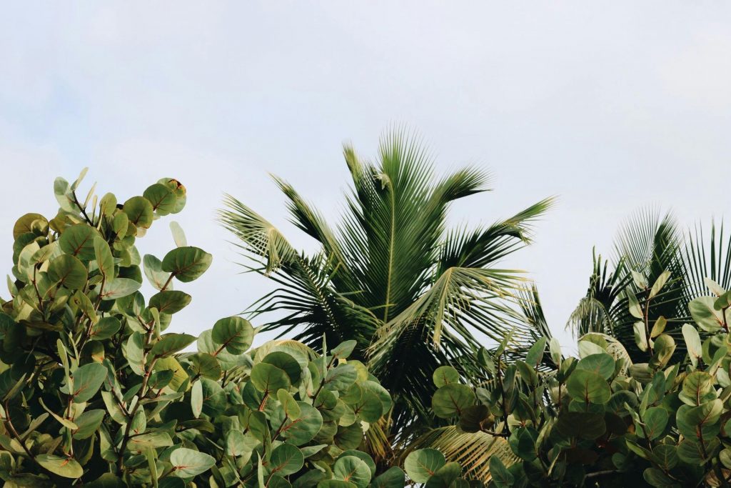 COVER - HOW TO CARE INDOOR PLANTS