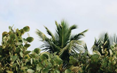 Green Guardians the Superpowers of Plants in Our Lives