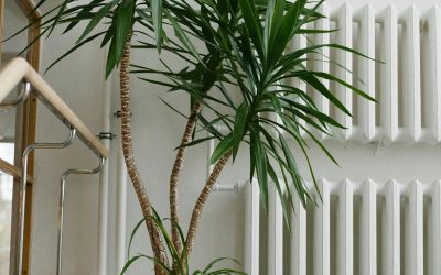 Indoor Trees, Growing a Green Sanctuary at Home