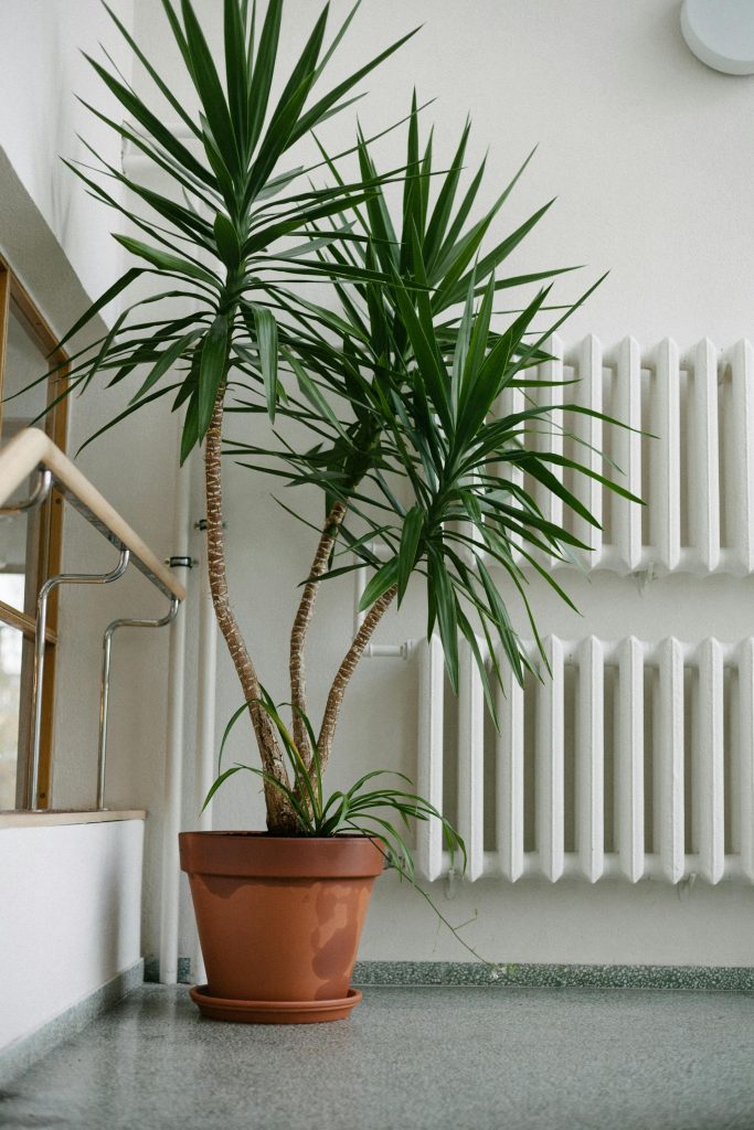 COVER - HOW TO CARE INDOOR PLANTS
