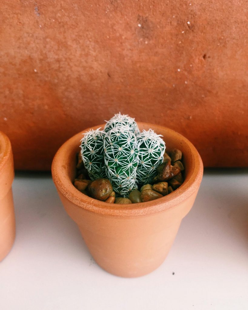 COVER - HOW TO CARE INDOOR PLANTS