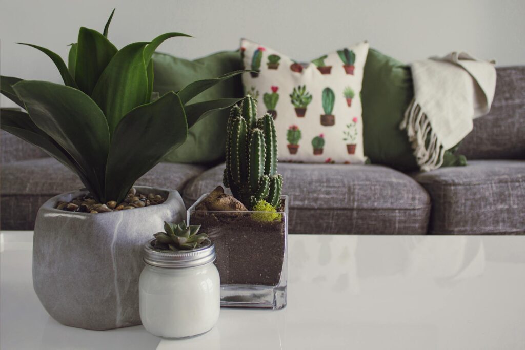 COVER - HOW TO CARE INDOOR PLANTS