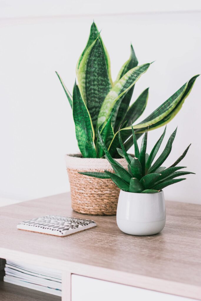 COVER - HOW TO CARE INDOOR PLANTS